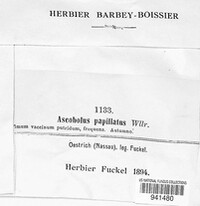 Lasiobolus papillatus image